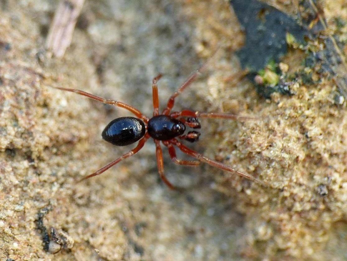 Coppia di Linyphiidae Erigoninae - Tolfa (RM)